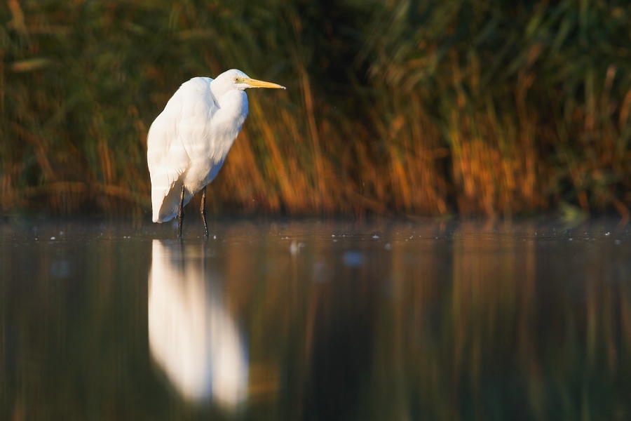 Volavka bílá ( Egretta alba )