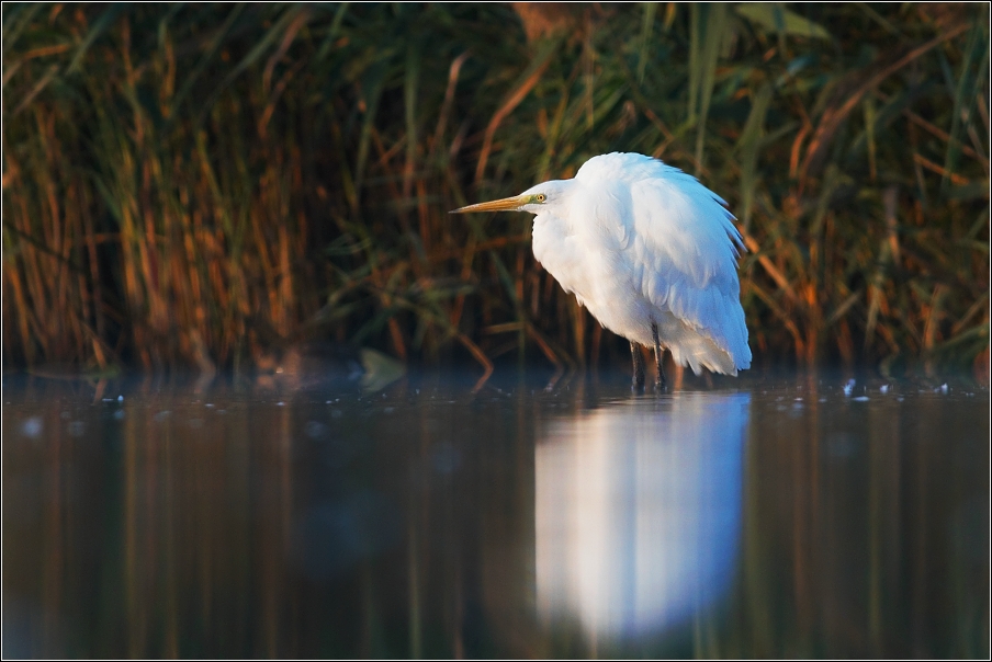 Volavka bílá ( Egretta alba )