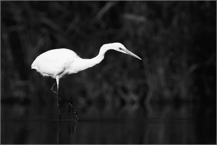 Volavka bílá  ( Egretta alba )