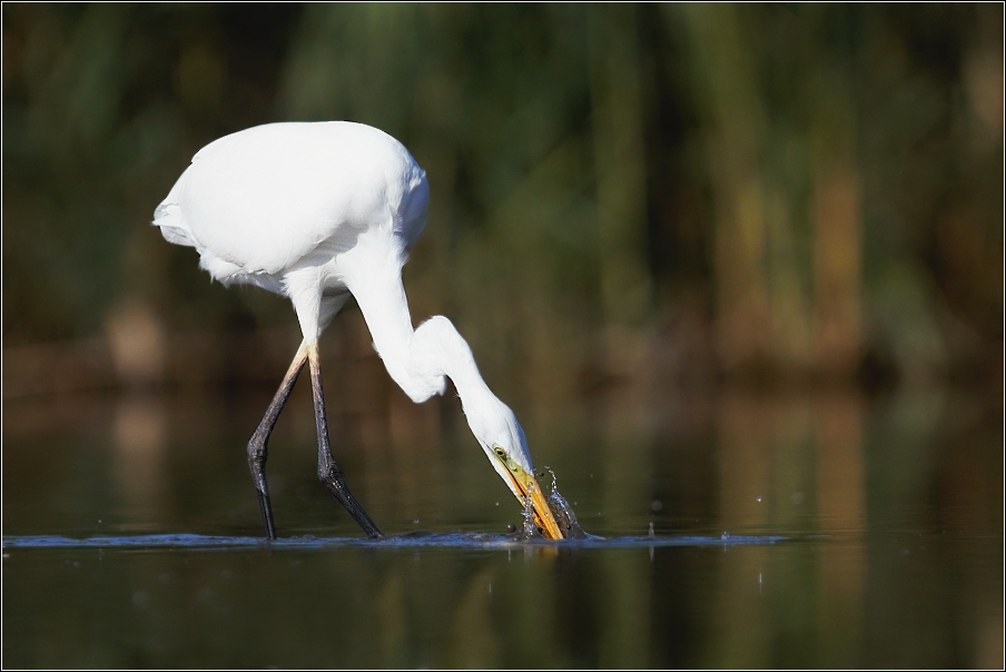 Volavka bílá  ( Egretta alba )