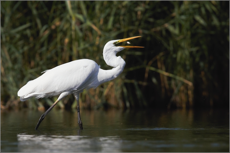 Volavka bílá  ( Egretta alba )