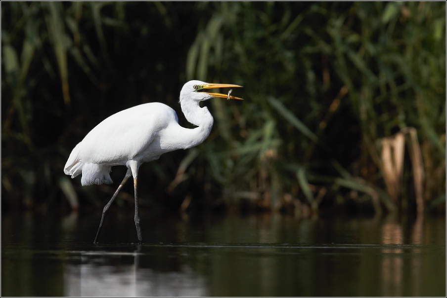 Volavka bílá  ( Egretta alba )