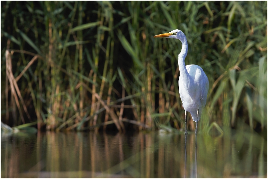 Volavka bílá  ( Egretta alba )