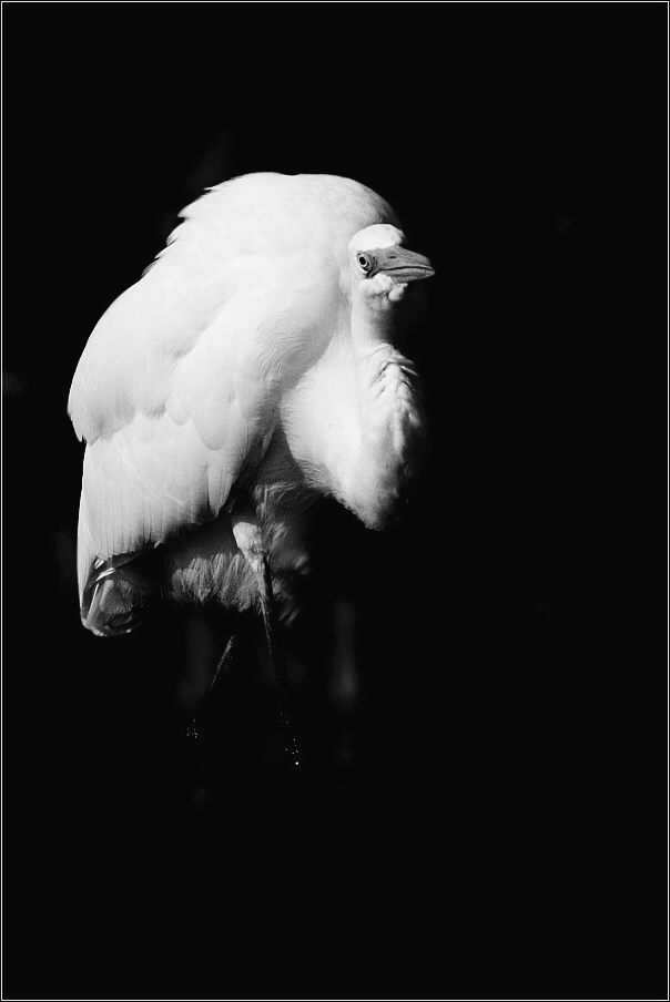 Volavka bílá  ( Egretta alba )