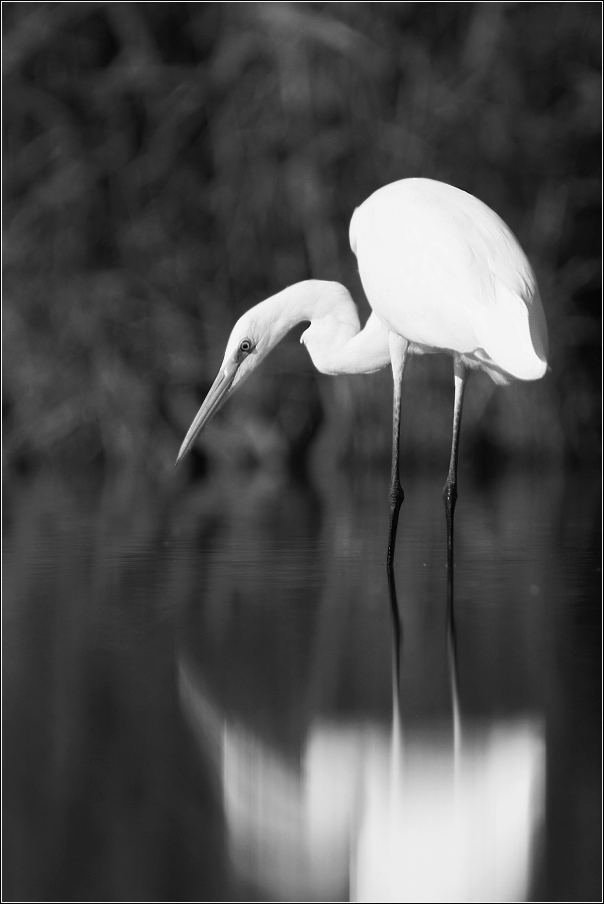 Volavka bílá  ( Egretta alba )