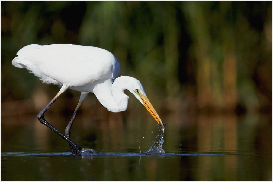 Volavka bílá  ( Egretta alba )