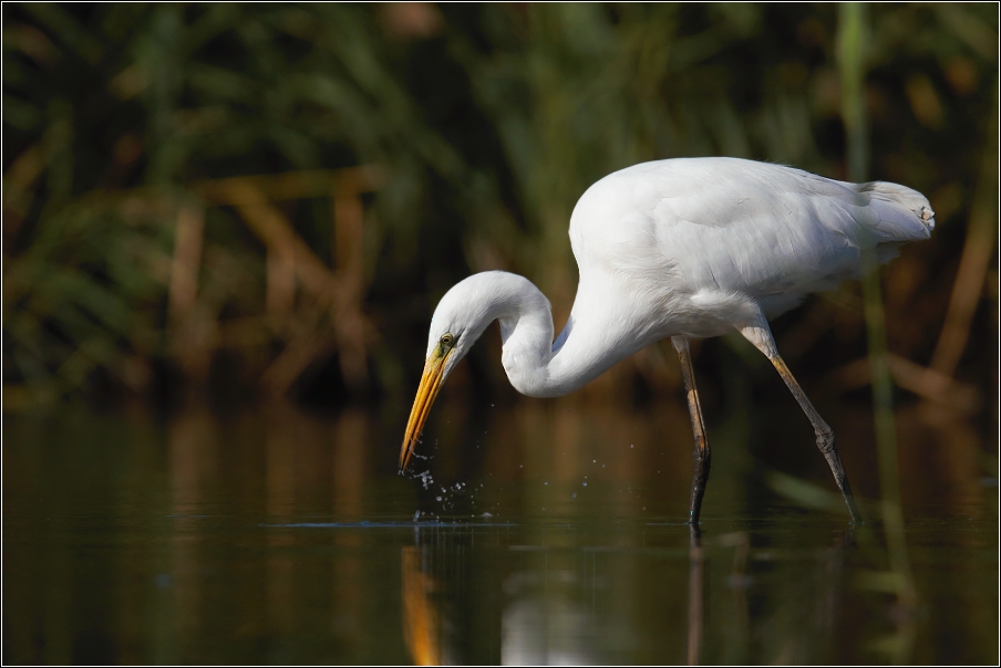 Volavka bílá  ( Egretta alba )