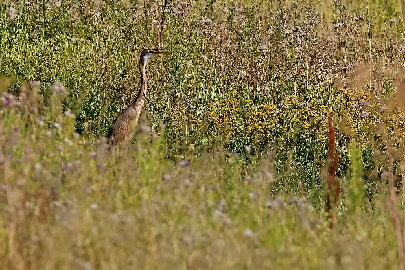 Volavka červená  ( Ardera purpurea )