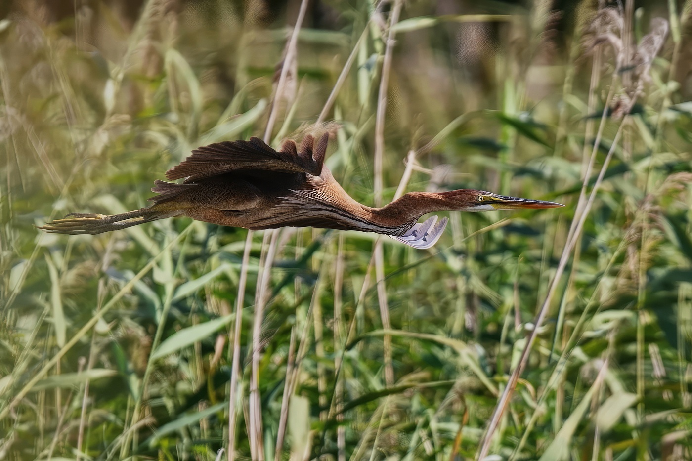 Volavka červená  ( Ardera purpurea )