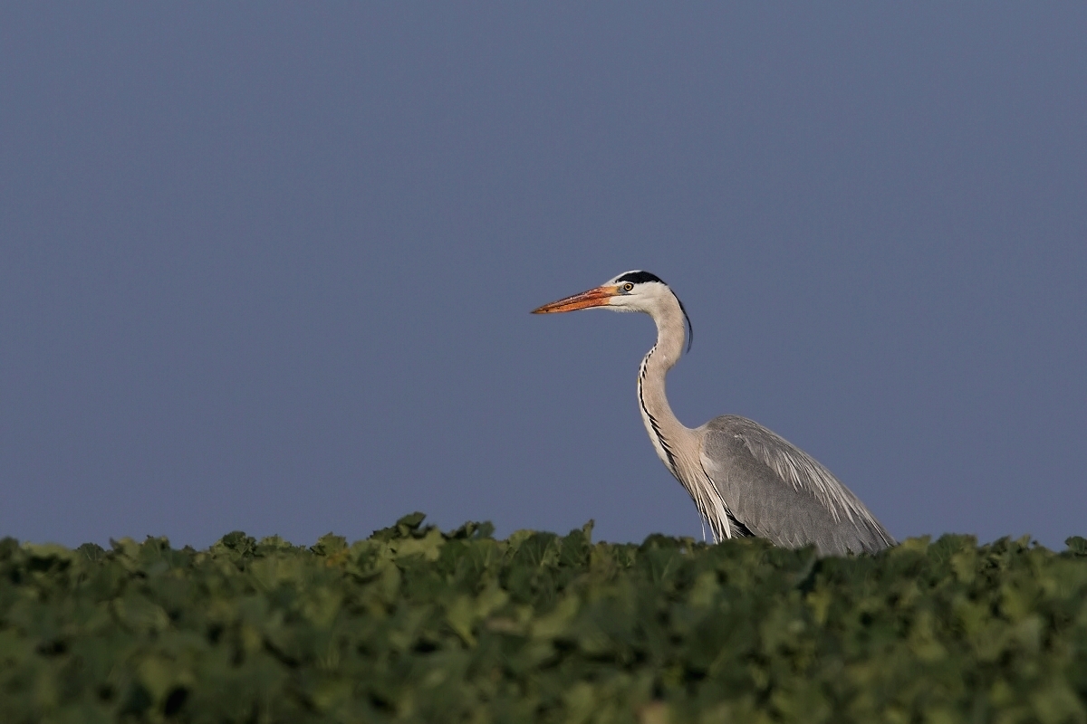 Volavka popelavá ( Ardea cinerea )