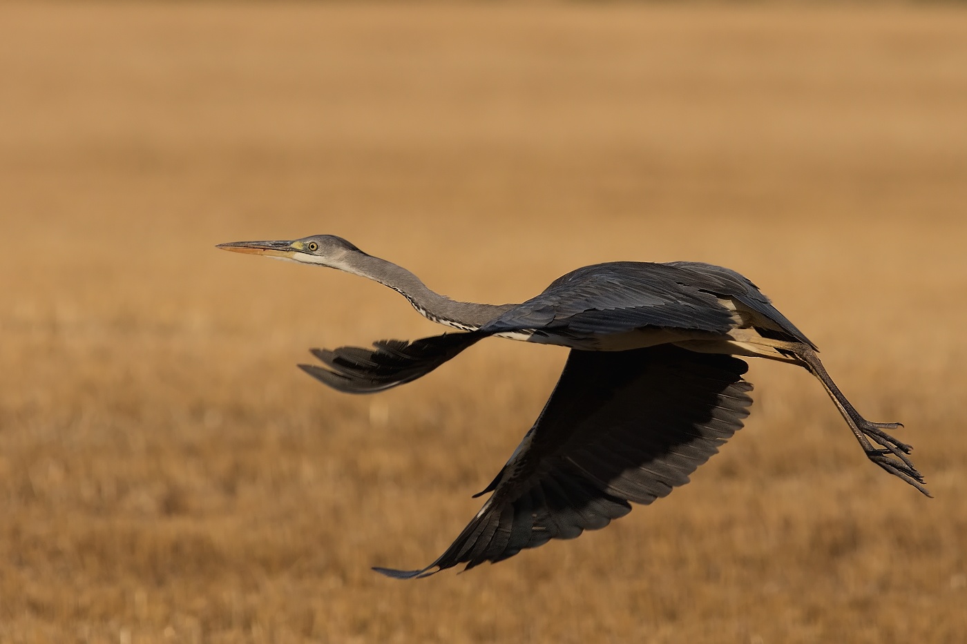 Volavka popelavá ( Ardea cinerea )