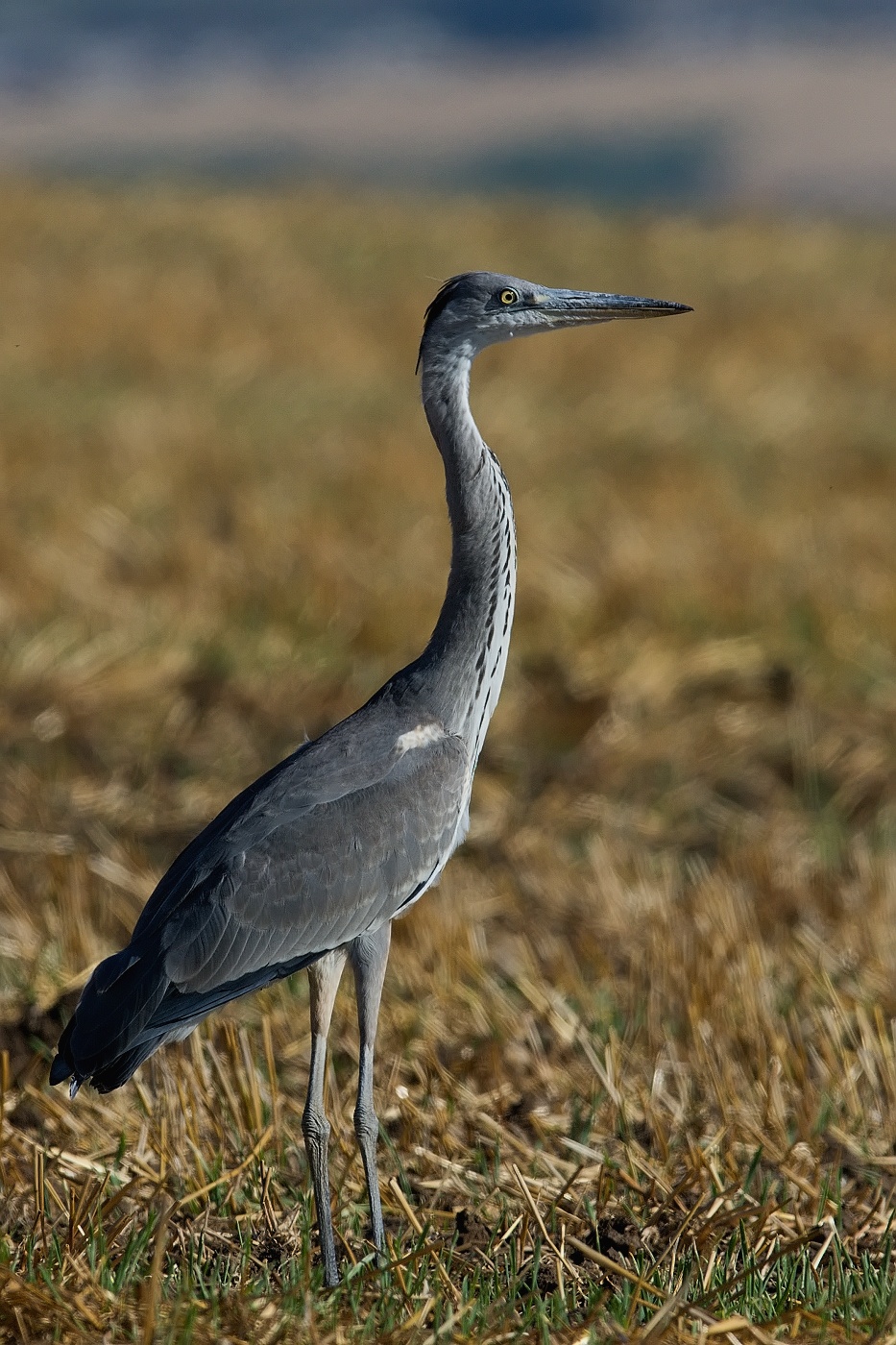 Volavka popelavá ( Ardea cinerea )