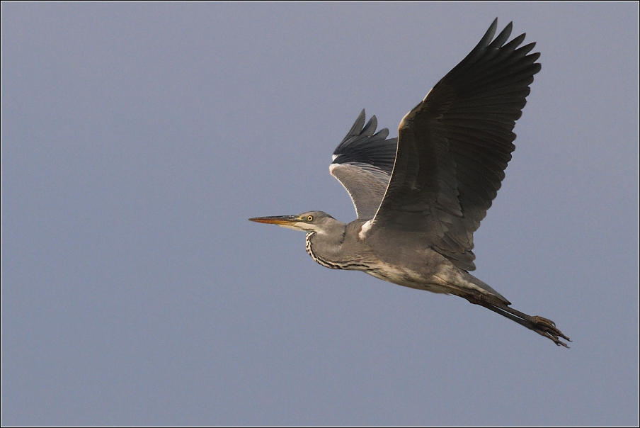 Volavka popelavá ( Ardea cinerea )