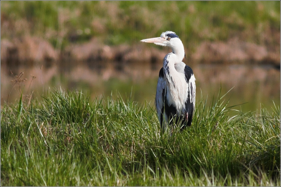 Volavka popelavá ( Ardea cinerea )