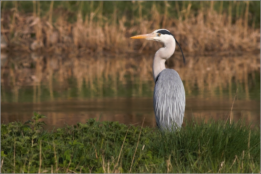 Volavka popelavá ( Ardea cinerea )