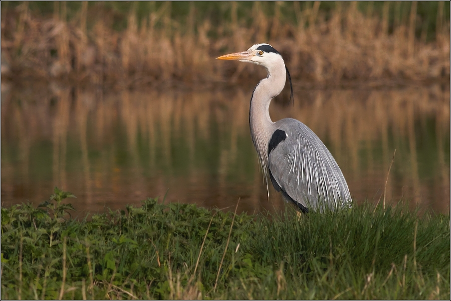 Volavka popelavá ( Ardea cinerea )