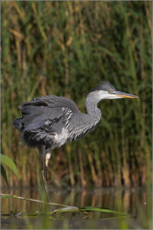 Volavka popelavá ( Ardea cinerea )