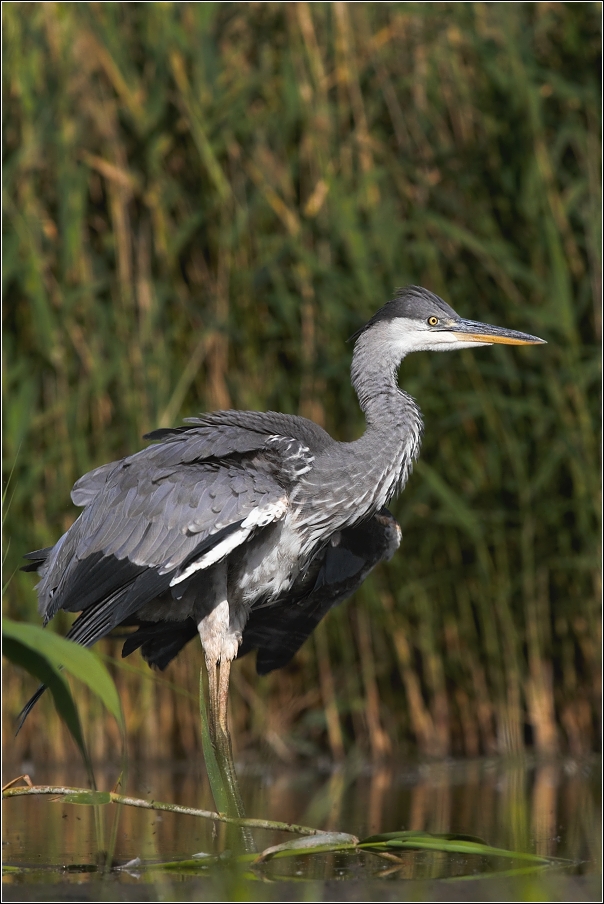 Volavka popelavá ( Ardea cinerea )