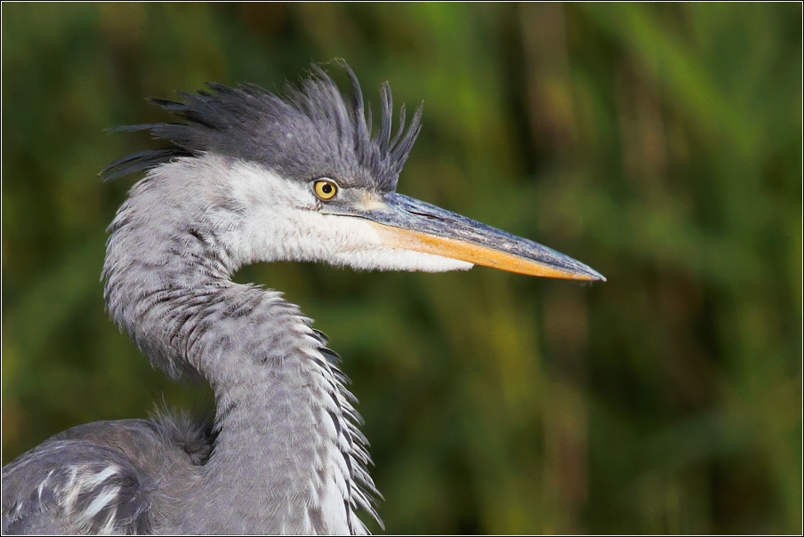 Volavka popelavá ( Ardea cinerea )