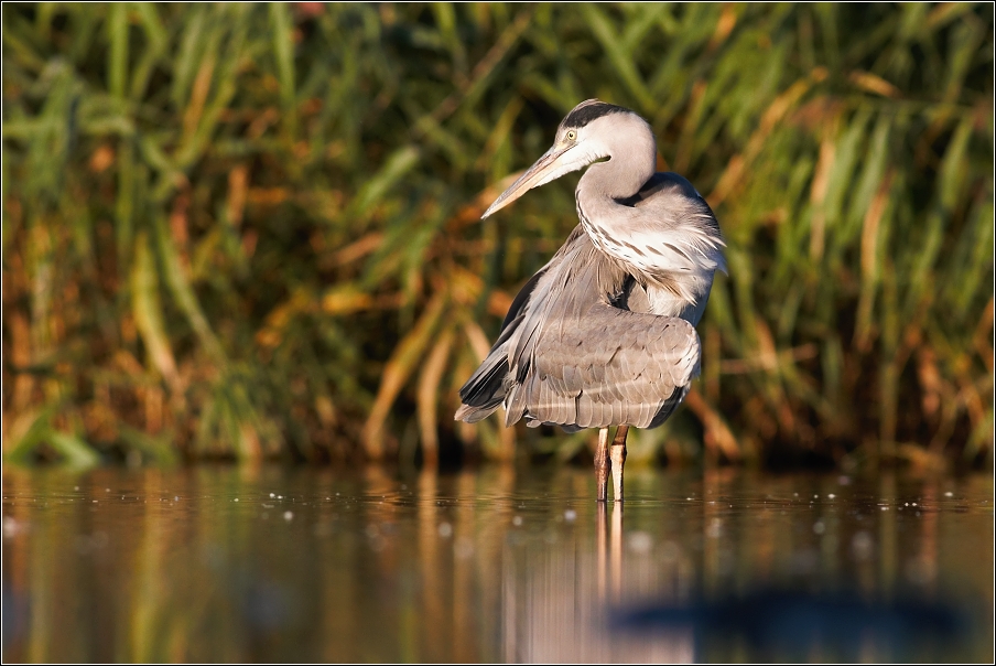 Volavka popelavá ( Ardea cinerea )