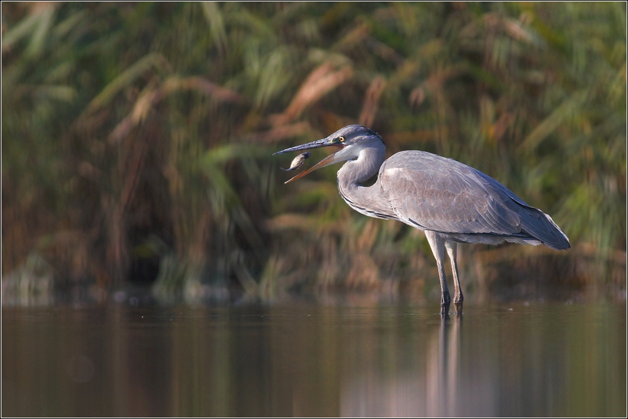 Volavka popelavá ( Ardea cinerea )