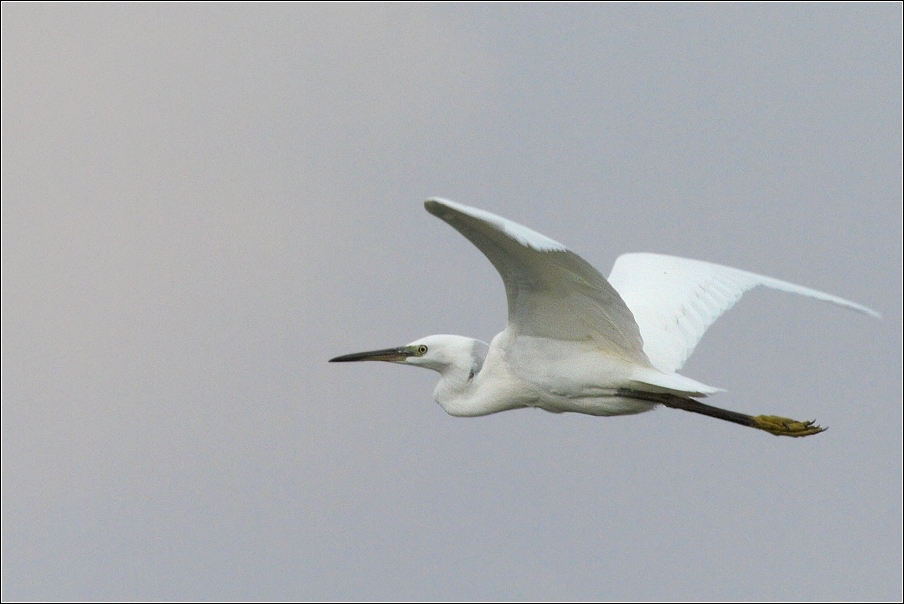 Volavka stříbřitá  ( Egretta garzetta )