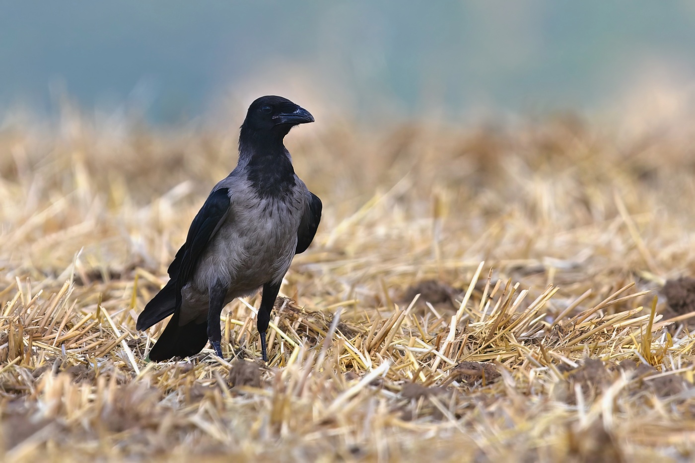 Vrána obecná šedá  ( Corvus corone cornix )