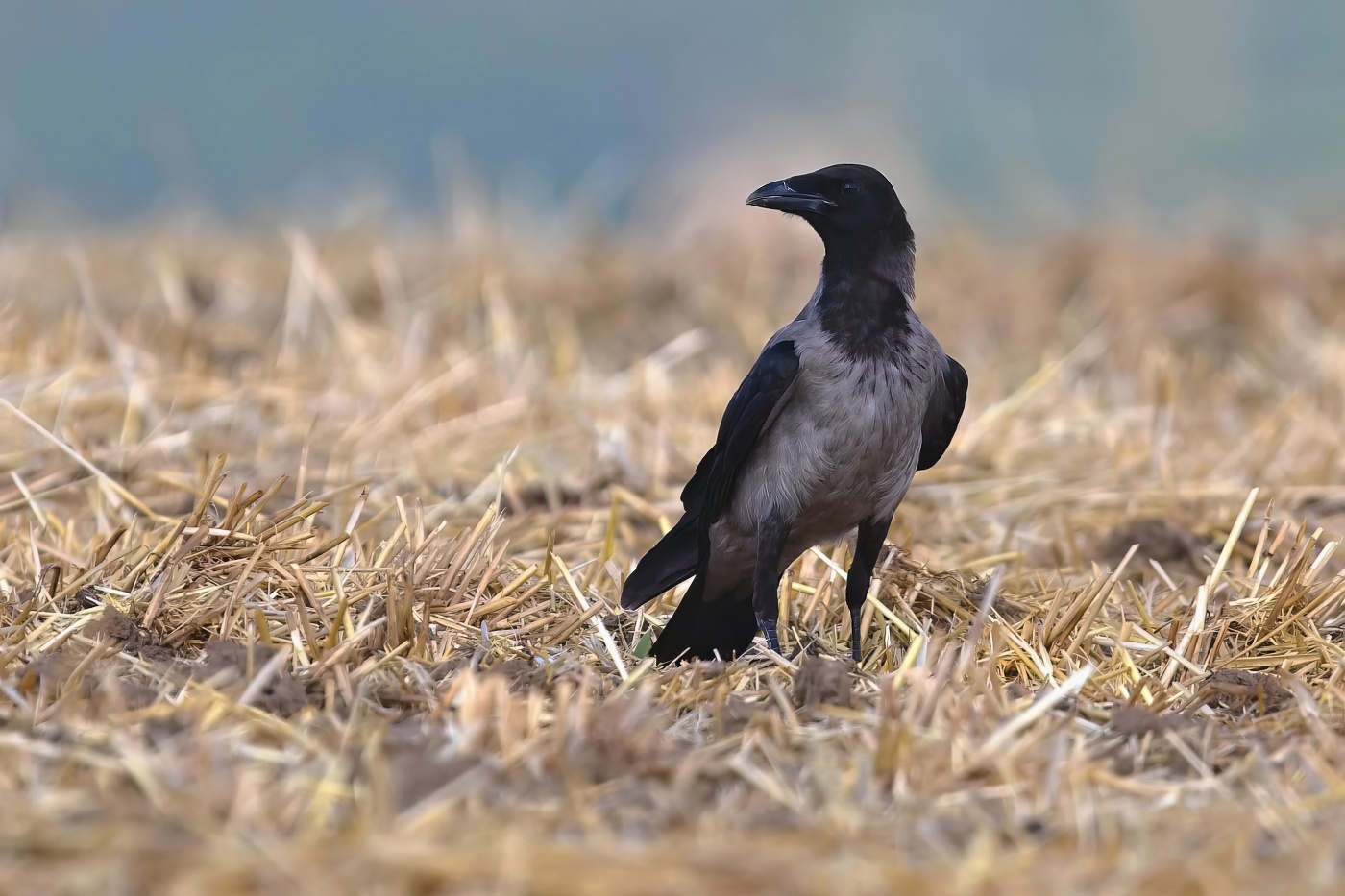 Vrána obecná šedá  ( Corvus corone cornix )