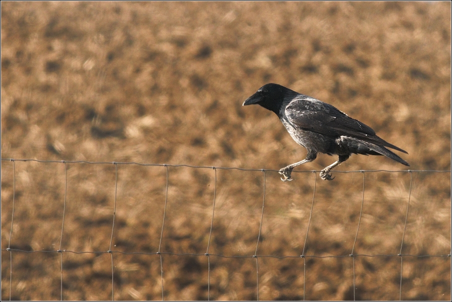 Vrána obecná  šedá ( Corvus corone cornix )