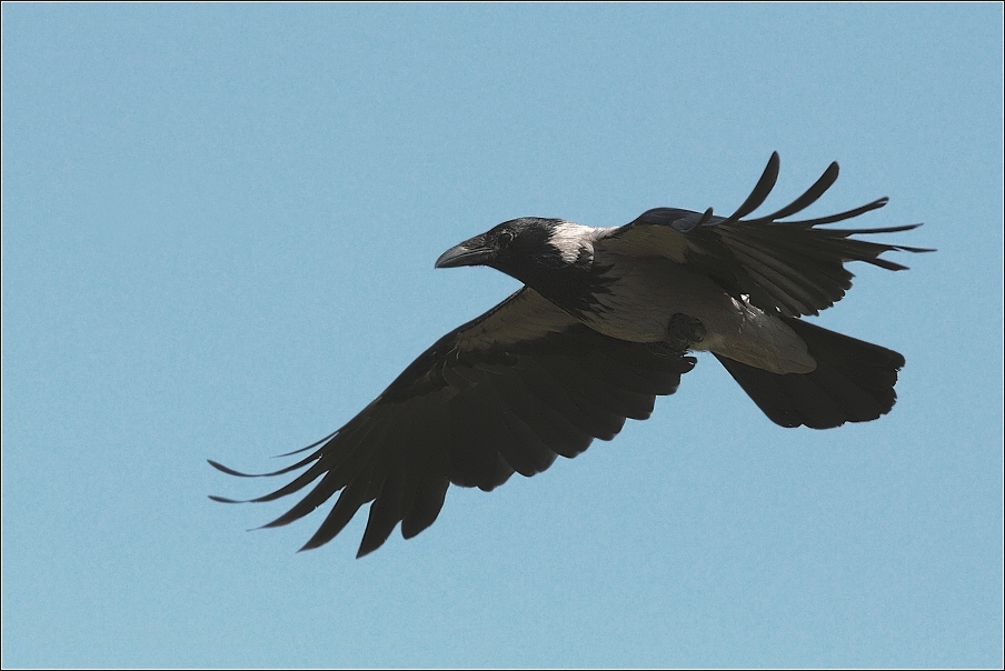 Vrána obecná šedá (Corvus corone cornix (