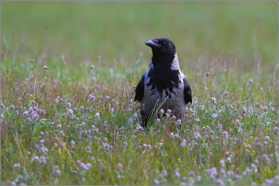 Vrána obecná šedá (Corvus corone cornix (