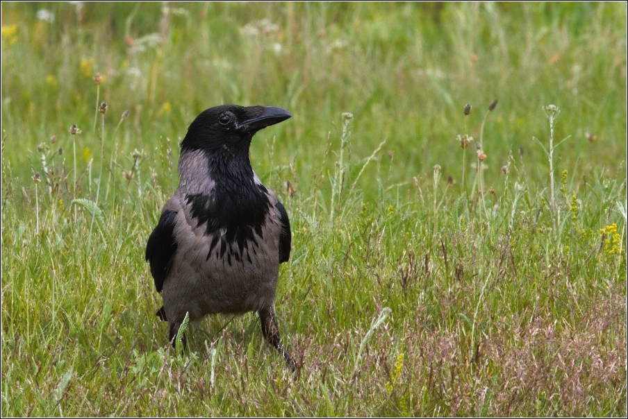 Vrána obecná šedá (Corvus corone cornix (