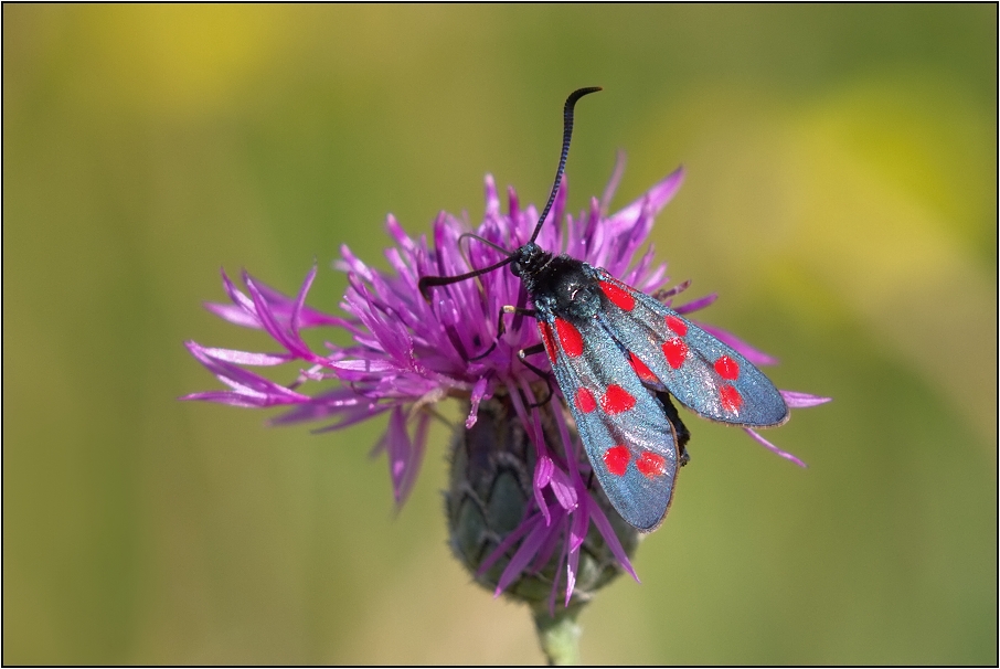 Vřetenuška obecná ( Zygaena filipendulae )