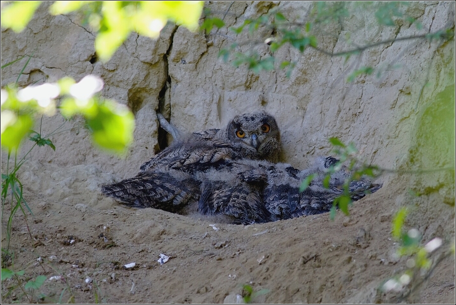 Výr velký  ( Bubo bubo )