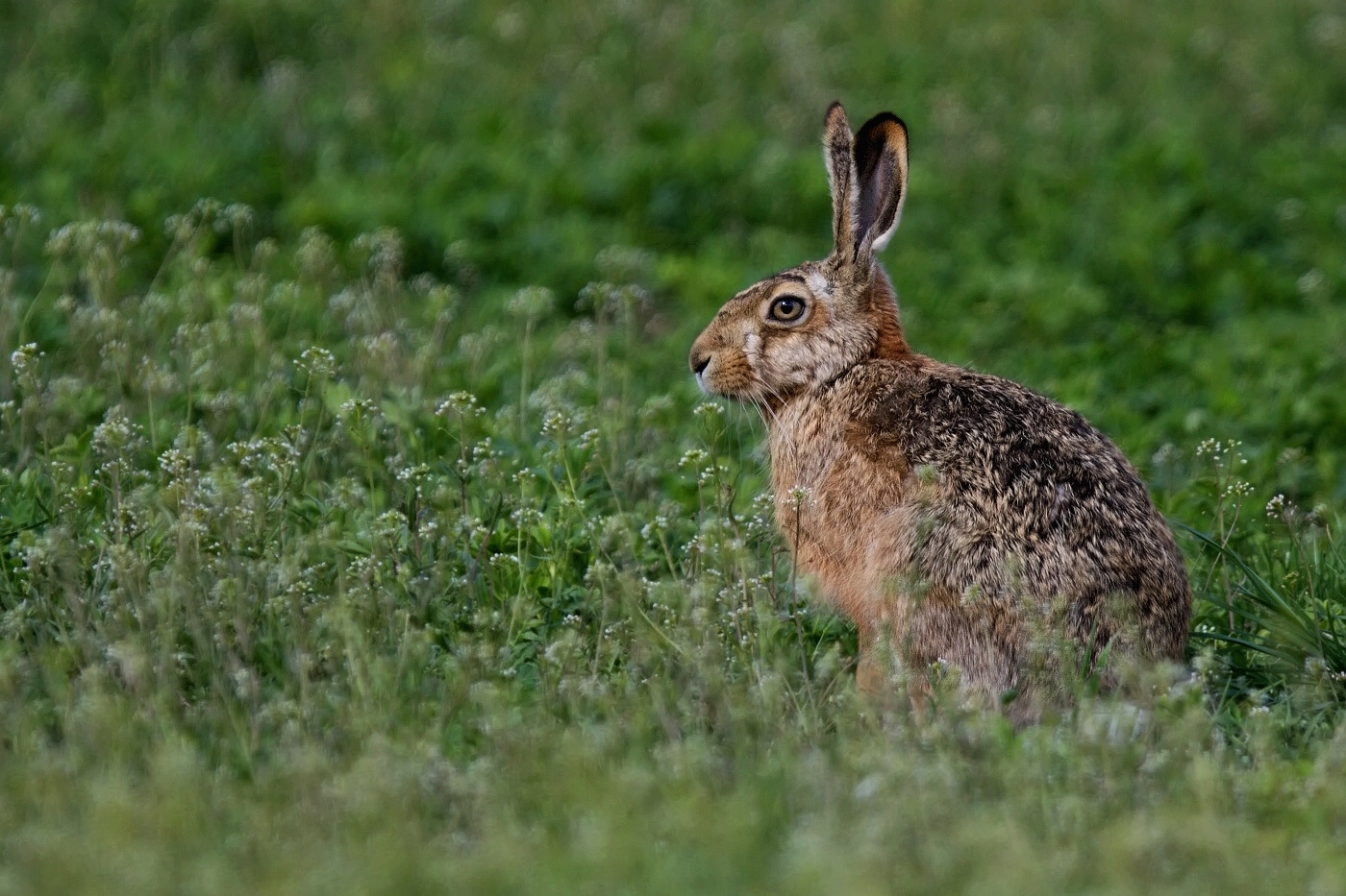 Zajíc polní  ( Lepus europaeus )