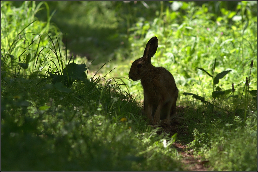 Zajíc polní ( Lepus europaeus )