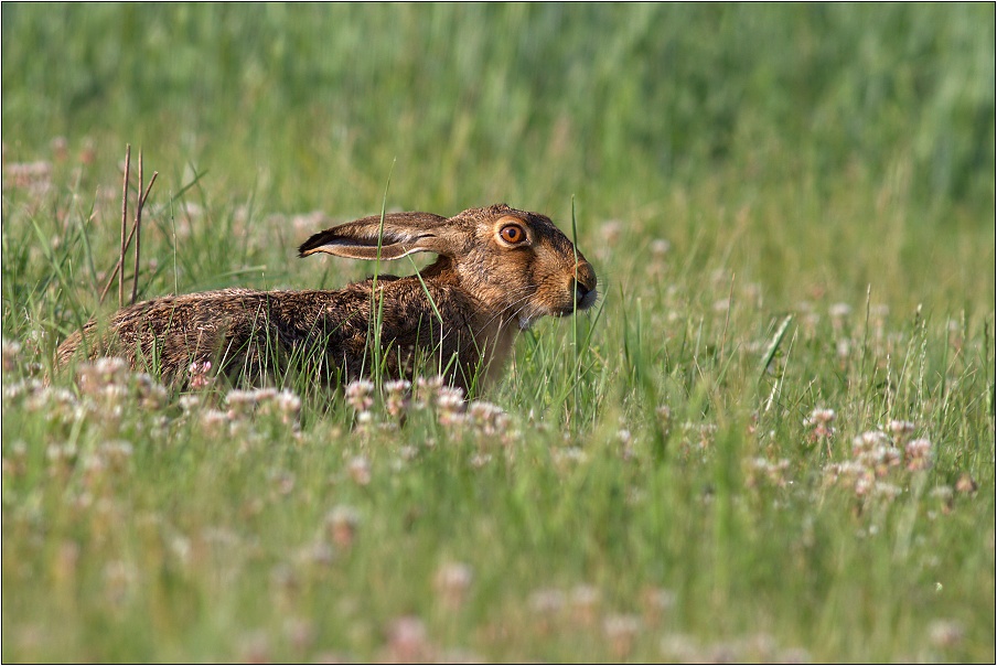 Zajíc polní ( Lepus europaeus )