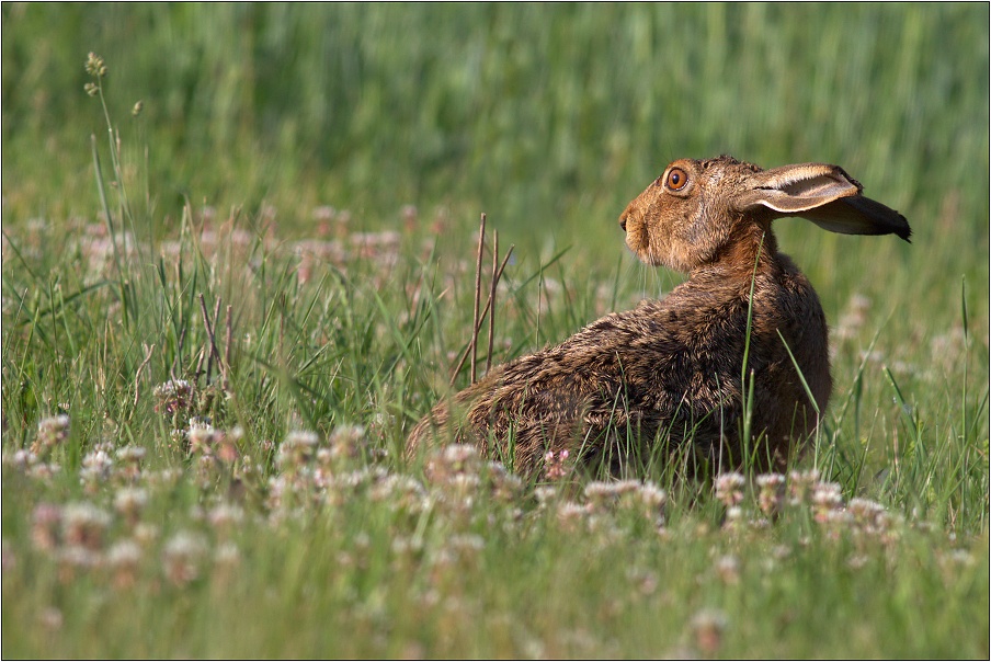 Zajíc polní ( Lepus europaeus )