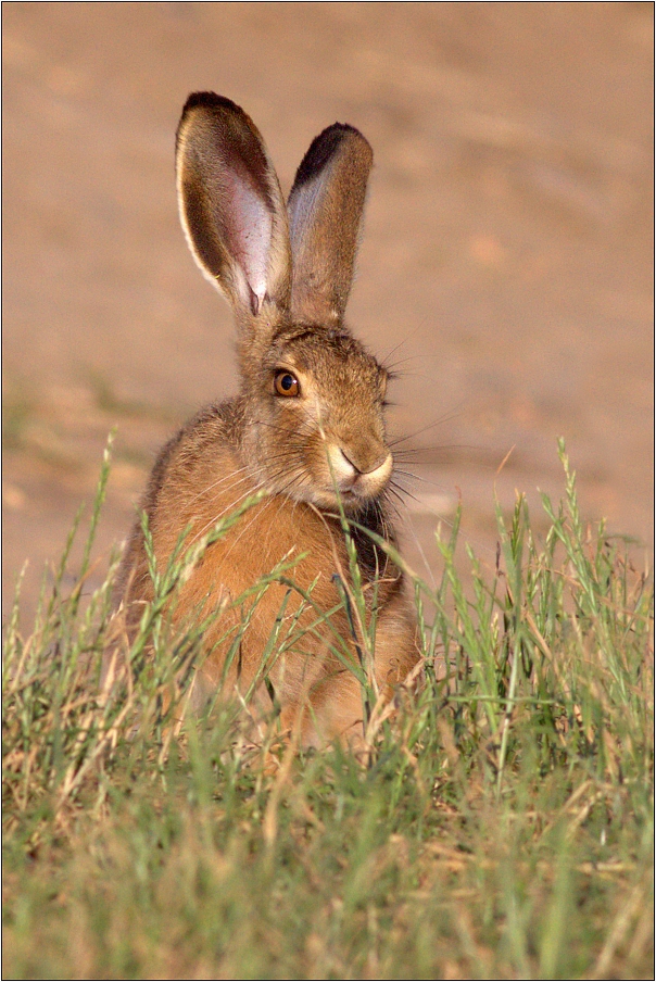 Zajíc polní  ( Lepus europaeus )