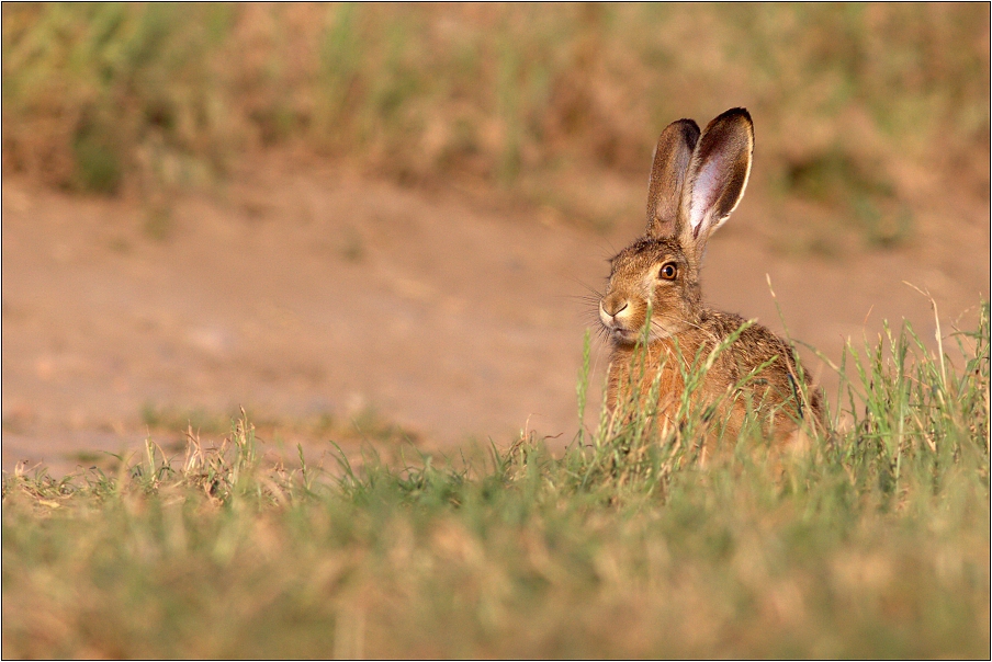 Zajíc polní  ( Lepus europaeus )