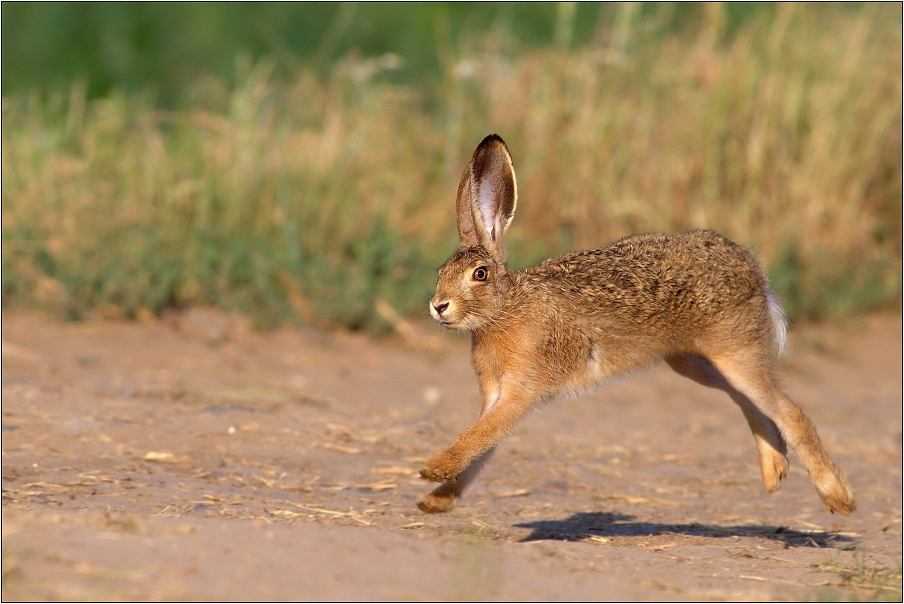 Zajíc polní  ( Lepus europaeus )