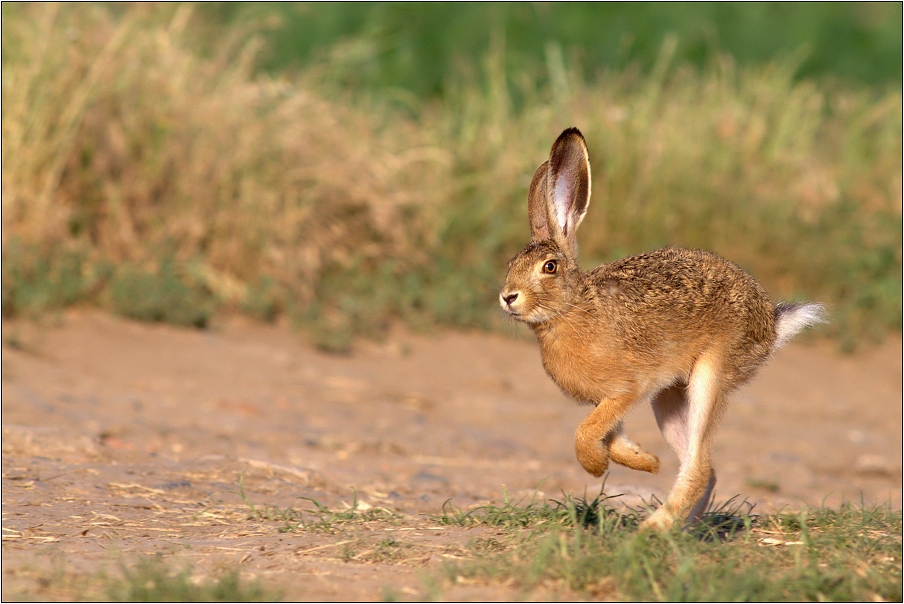 Zajíc polní  ( Lepus europaeus )