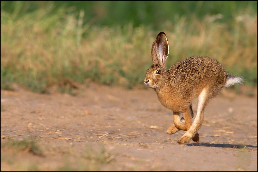 Zajíc polní  ( Lepus europaeus )