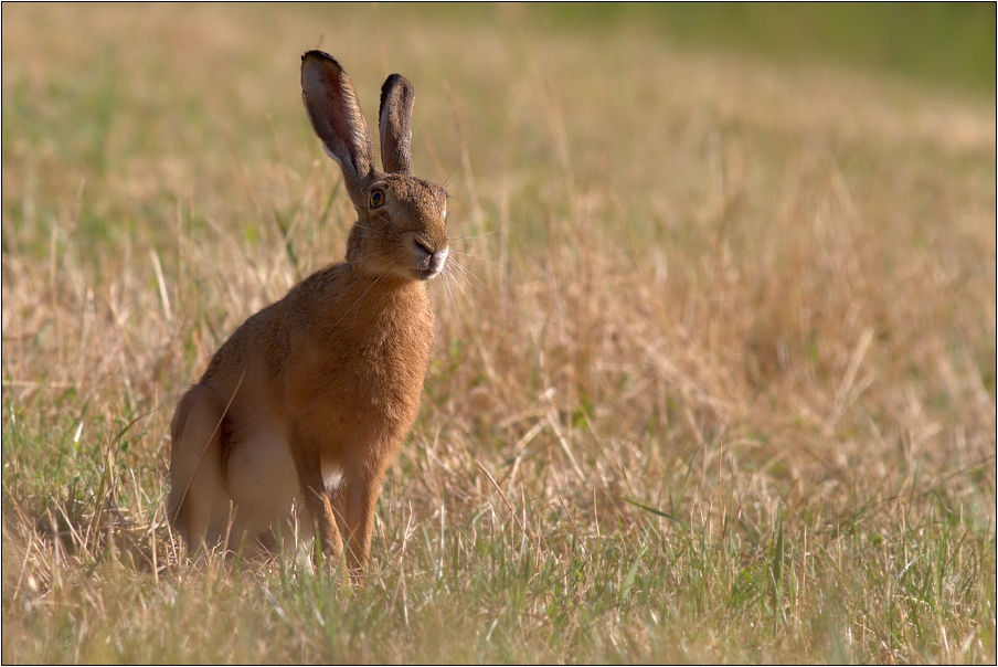 Zajíc polní ( Lepus europaeus )