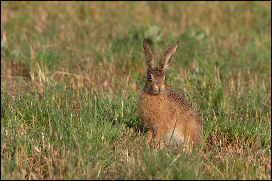 Zajíc polní ( Lepus europaeus )