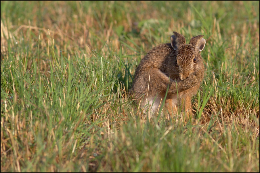 Zajíc polní ( Lepus europaeus )