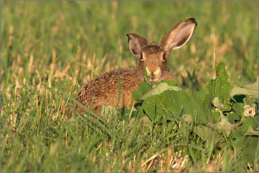 Zajíc polní ( Lepus  europaeus )