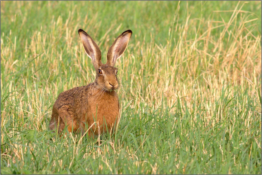 Zajíc polní ( Lepus europaeus )