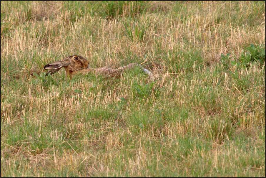 Zajíc polní ( Lepus europaeus )