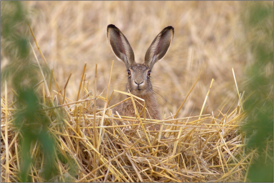 Zajíc polní ( Lepus europaeus )